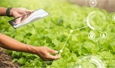 Automated Irrigation